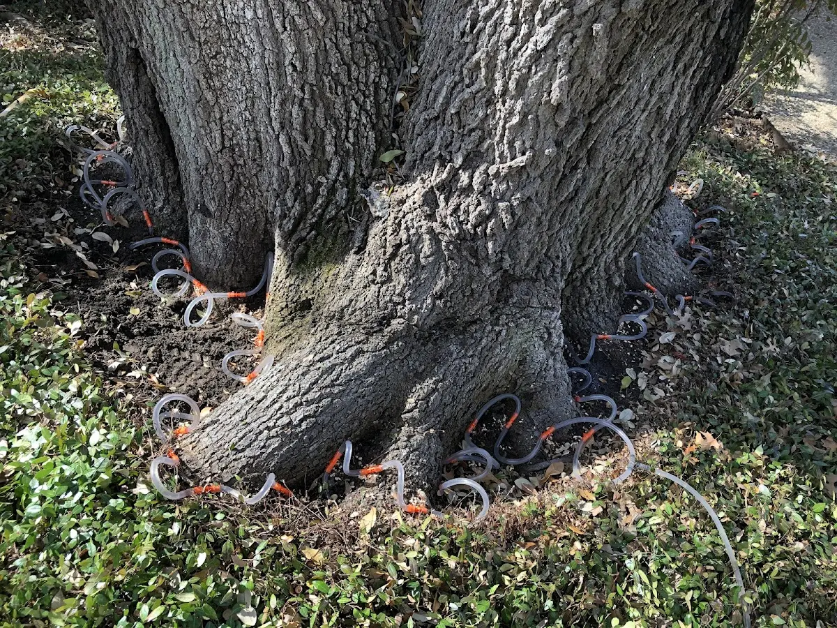 Detailed Tree Cabling and Bracing job site in Nezperce